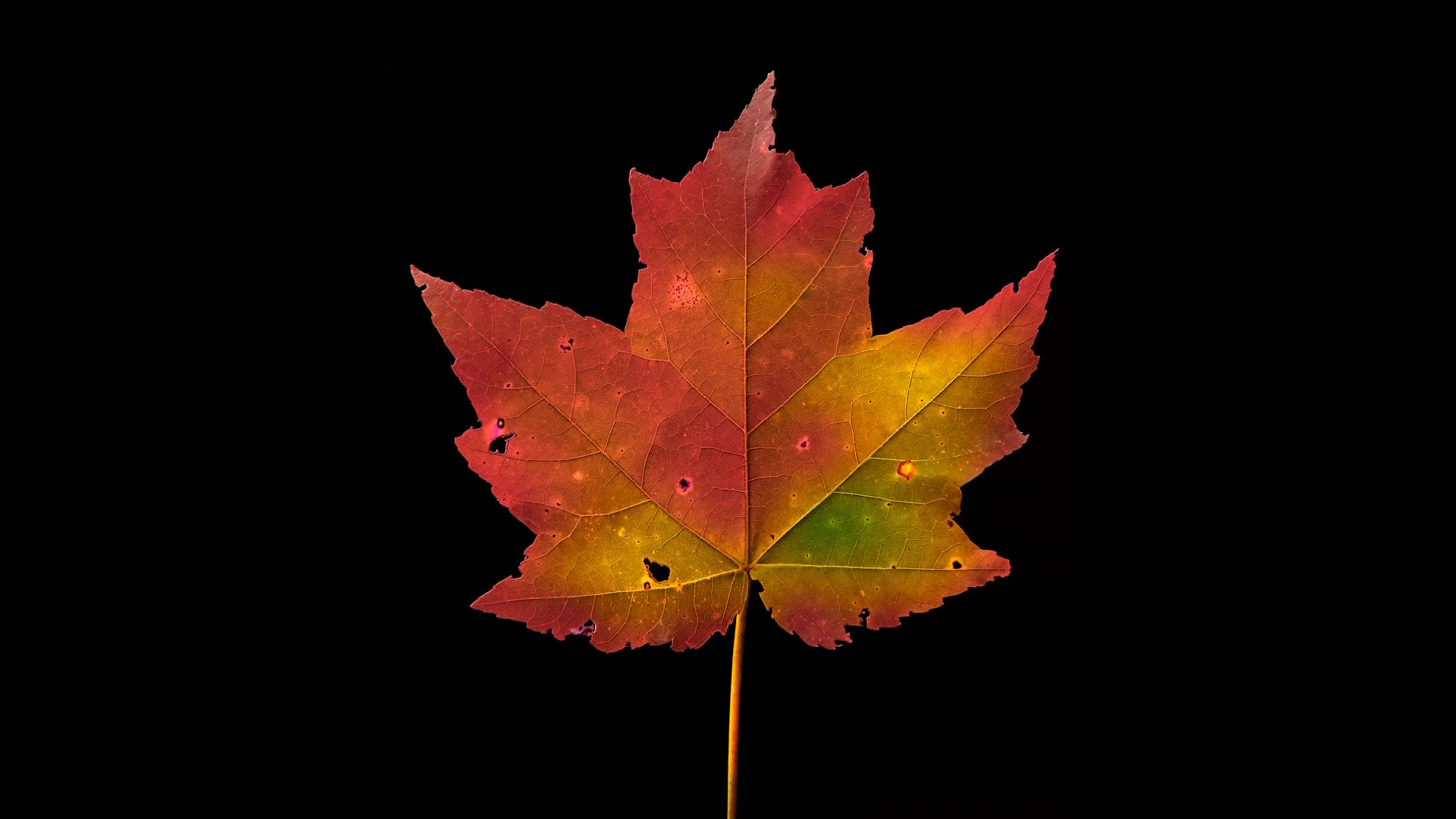 Autumn Leaf Changing Colors - 1080 - Full License Available
